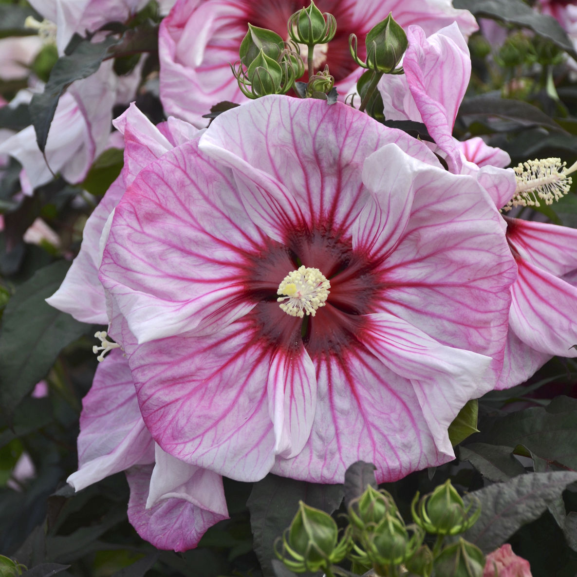 hibiscus-cherry-choco-latte.jpg